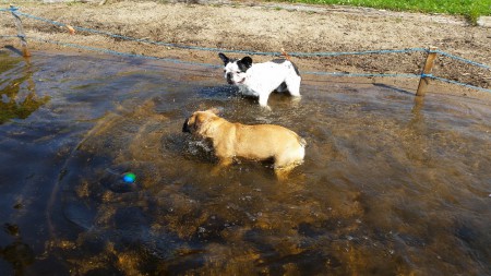 Bus hos morbror Tobbe